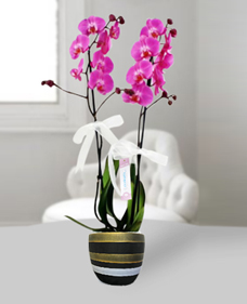 ikili-pembe-orkide