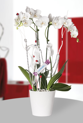 iftli Phalaenopsis Orkide