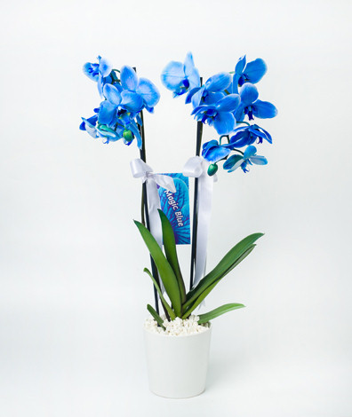 kili Mavi orkide
