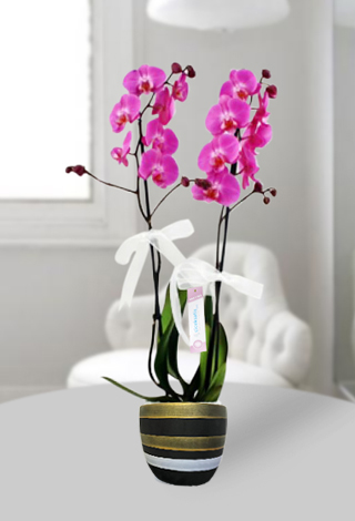 kili Pembe Orkide